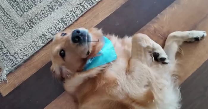 A Jacksonville rescue dog’s unlikely survival is raising awareness about a rare disease hiding in Florida’s water
