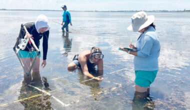 Monitoring Anna Maria Sound's seagrass loss
