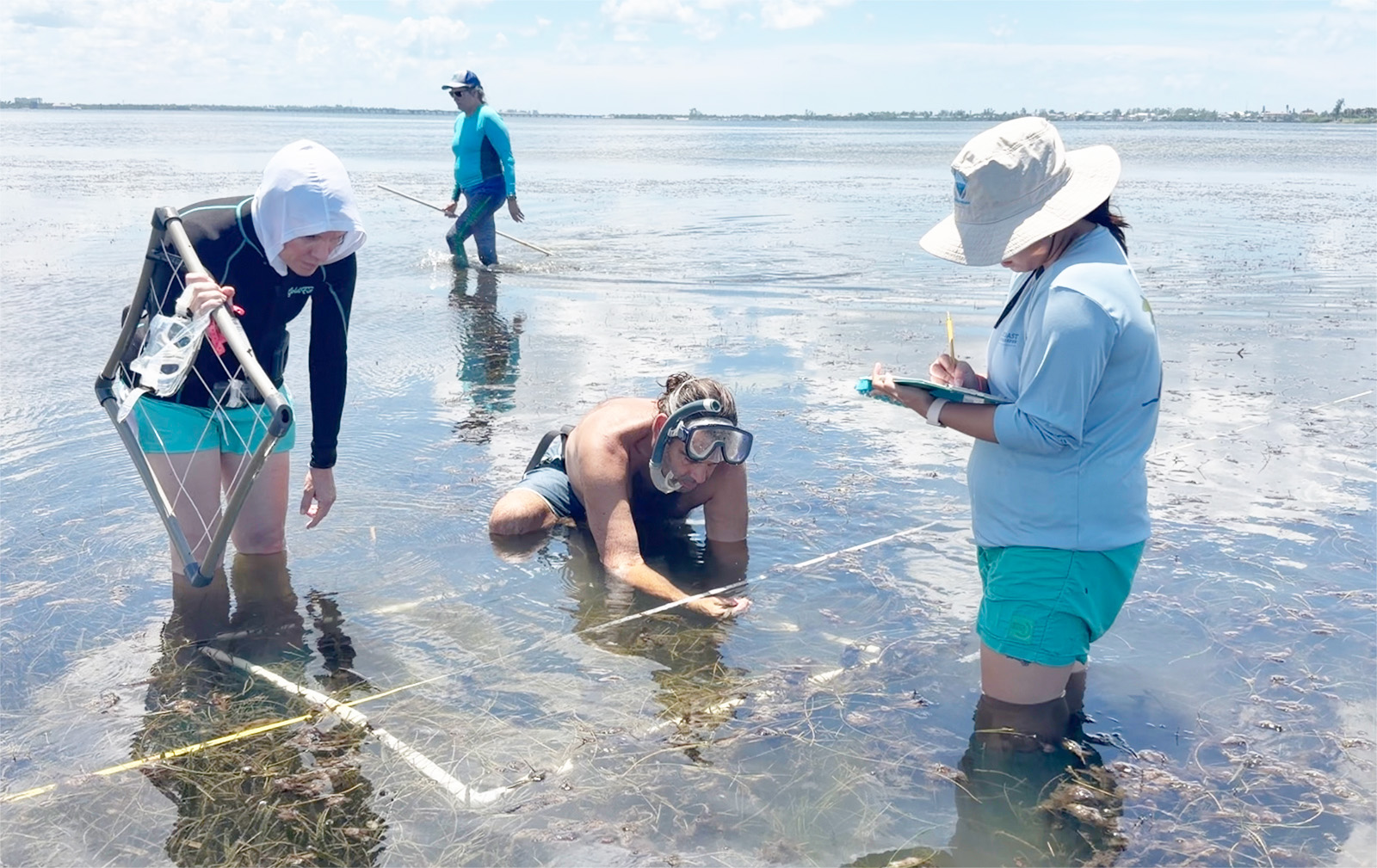 Monitoring Anna Maria Sound's seagrass loss