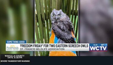 Something Good: ‘Freedom Friday’ for two eastern screech owls