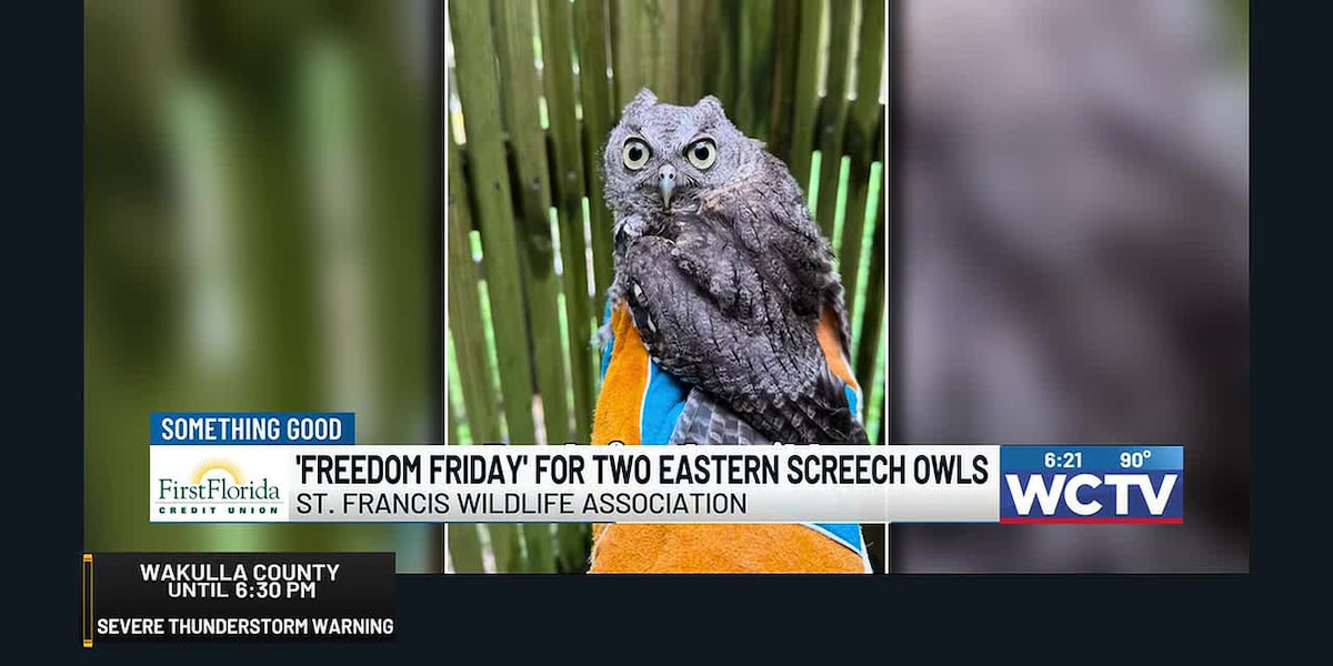 Something Good: ‘Freedom Friday’ for two eastern screech owls