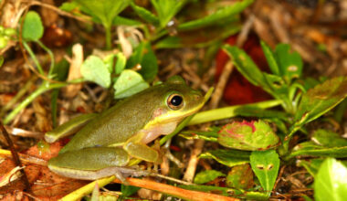 SCCF: Initial frog call surveys show positive trends - SANIBEL-CAPTIVA
