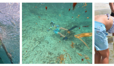 Sanibel Sea School hosts Coral Reef Week - SANIBEL-CAPTIVA