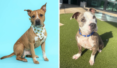 Seamus and Chicha Await Forever Homes at Broward County Animal Care – Parkland Talk