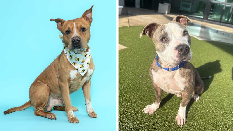 Seamus and Chicha Await Forever Homes at Broward County Animal Care – Parkland Talk