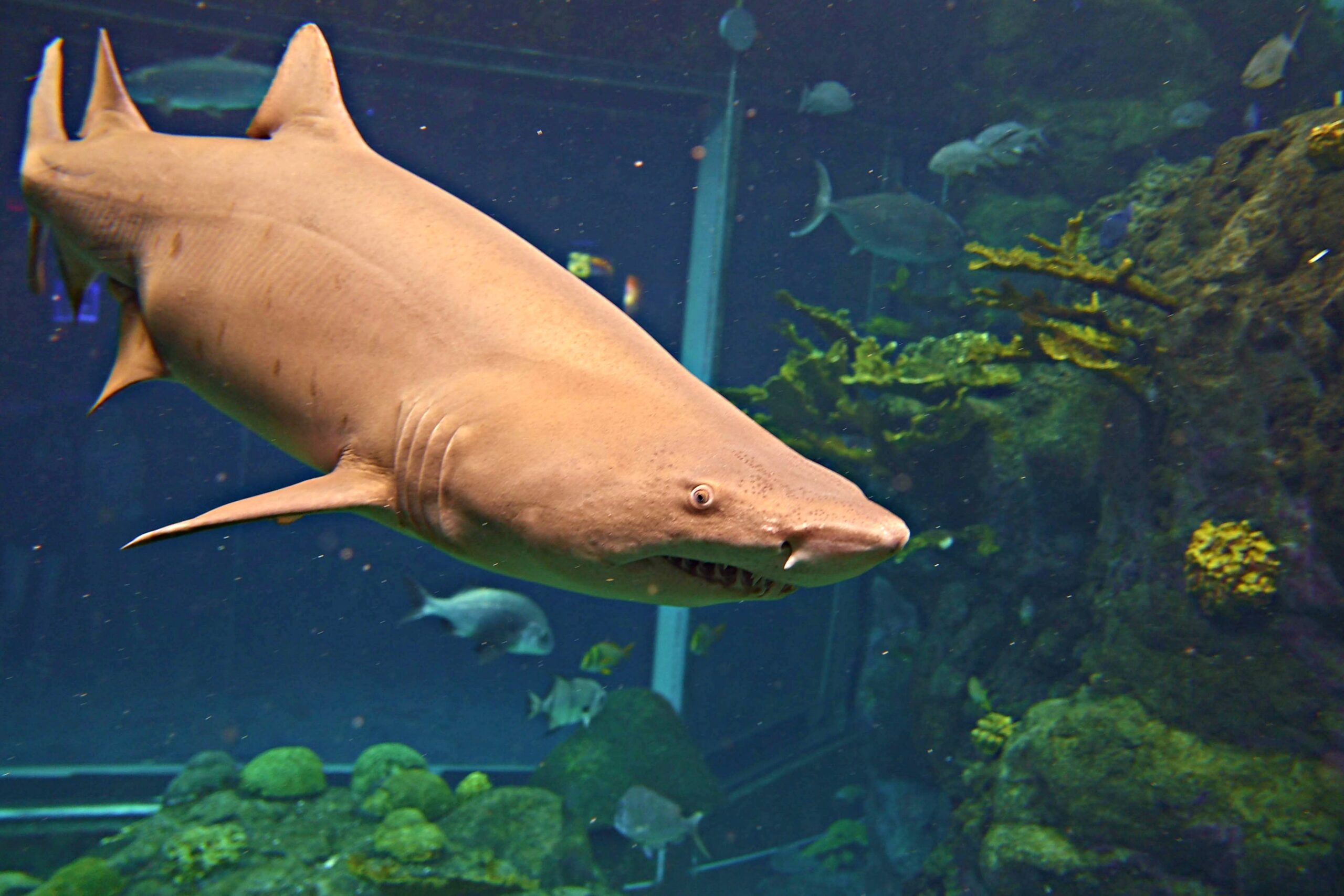Florida Aquarium