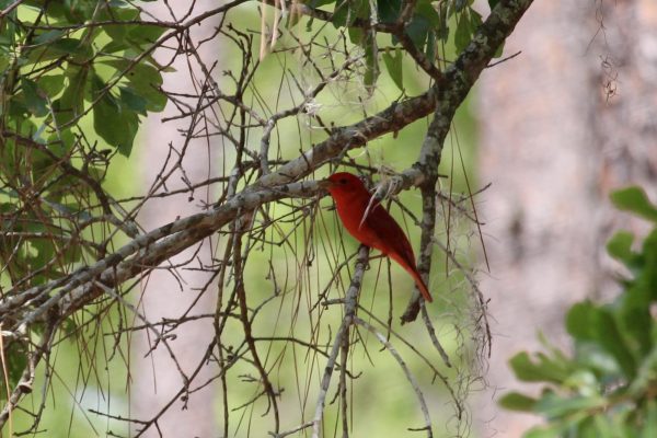 A vibrant, entirely red bird perched on a network of thin, bare tree branches. The bird is framed by scattered green leaves and delicate strands of Spanish moss hanging from the limbs. The background is softly out of focus, featuring blurred green and brown natural tones.