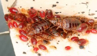 This is now Florida’s worst city for bed bugs, new study reveals