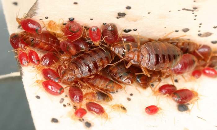 This is now Florida’s worst city for bed bugs, new study reveals