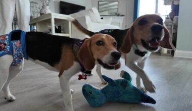 From a Wisconsin research facility to a Jacksonville living room — how two beagles got a second chance at life