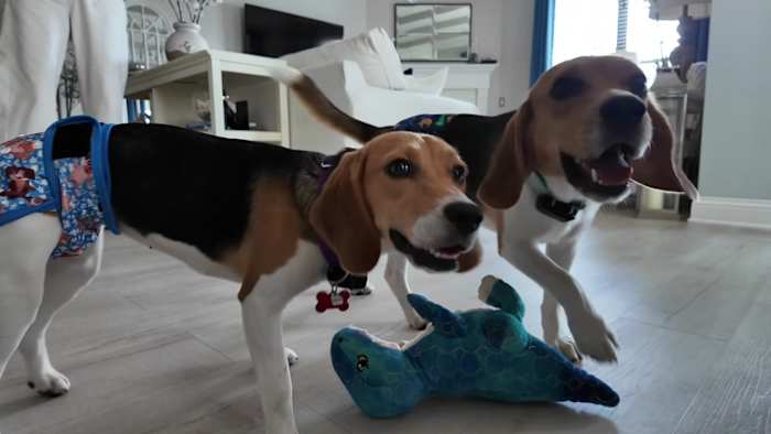 From a Wisconsin research facility to a Jacksonville living room — how two beagles got a second chance at life