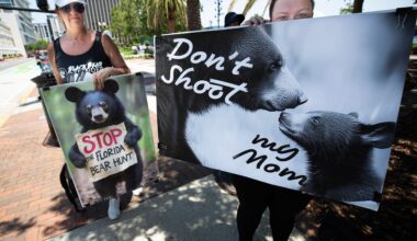 Florida bear hunt set to begin Dec. 5 with a higher quota.