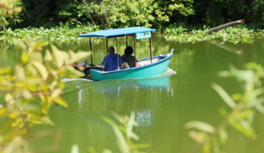 Experts: Drought, risky behavior lead to alligator attacks