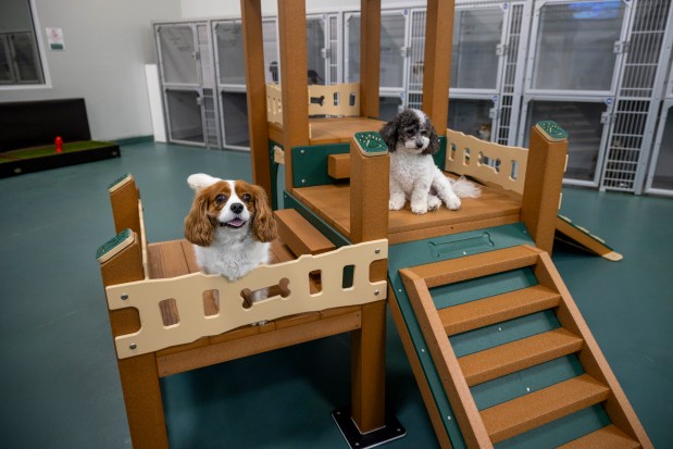 One play space is dedicated to small dogs at the fully indoor DogBeach Orlando in Casselberry on July 29, 2026. (Patrick Connolly/Orlando Sentinel)