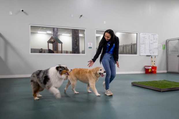 Bowie, left, and Zoey share a moment with manager Jess Brin at DogBeach Orlando in Casselberry on July 29, 2026. (Patrick Connolly/Orlando Sentinel)
