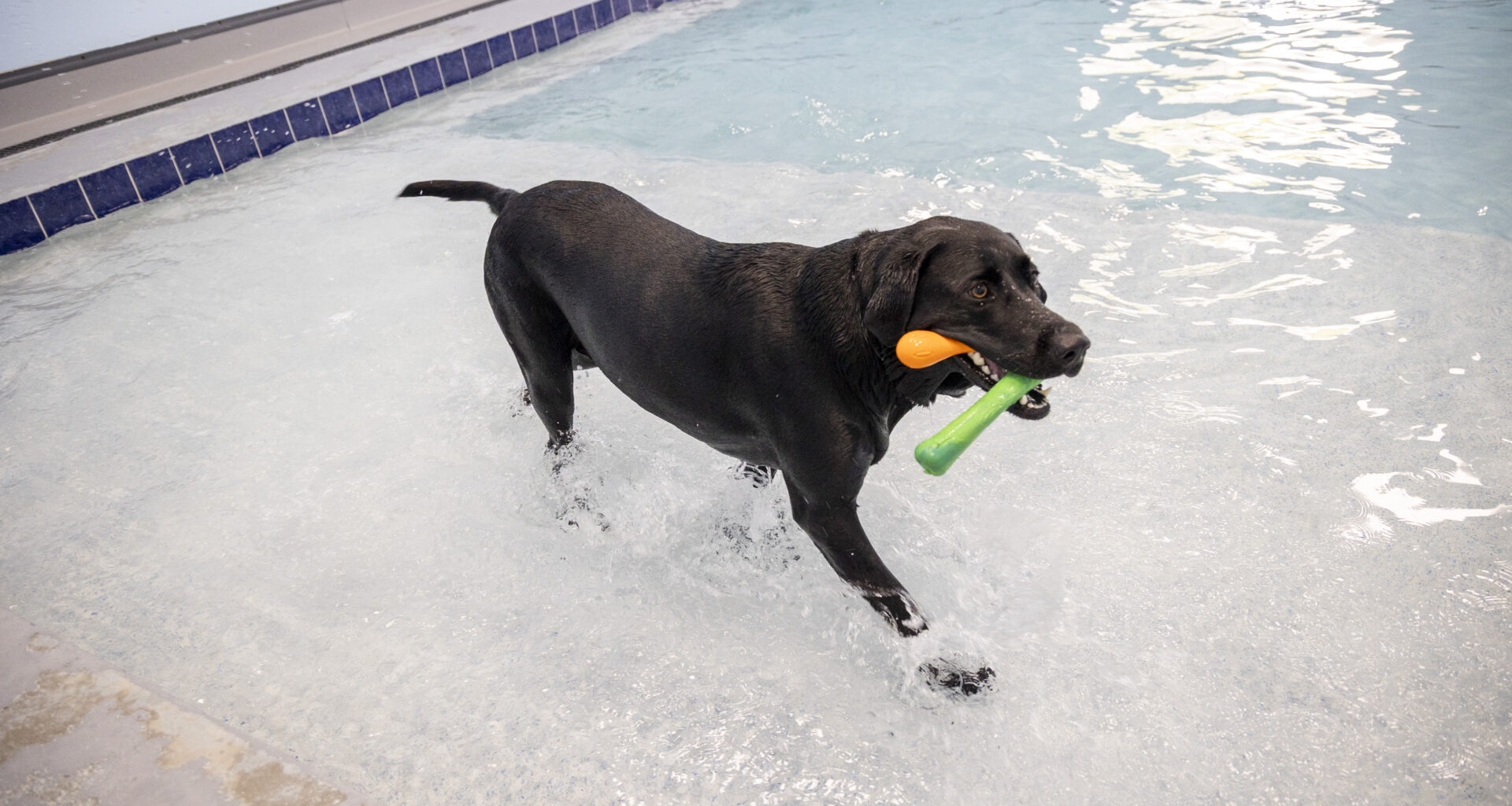 DogBeach Orlando offers daycare, boarding near Winter Park