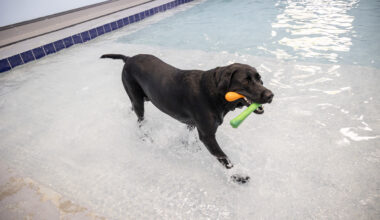 DogBeach Orlando offers daycare, boarding near Winter Park