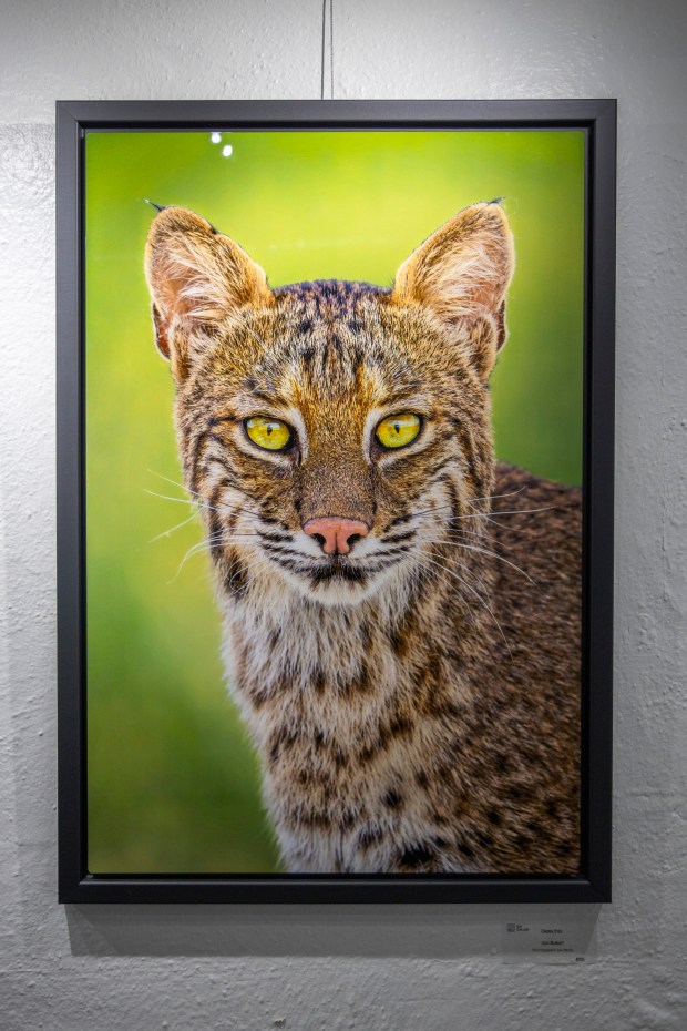 "Florida Roots: Land, Light & Life" showcases the work of nearly 70 artists painting, drawing and photographing the Sunshine State, including photographer Jon Burket at the SOBO Art Gallery in Winter Garden on Aug. 11, 2026. (Patrick Connolly/Orlando Sentinel)