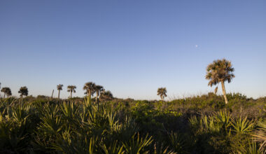 Guest Commentary: Space industry brings new threats to Mosquito Lagoon – Orlando Sentinel