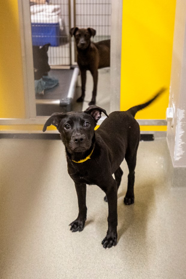 A trio of puppies are up for adoption at Pet Alliance's new 25,000-square-foot shelter on South John Young Parkway on March 25, 2026. (Patrick Connolly/Orlando Sentinel)