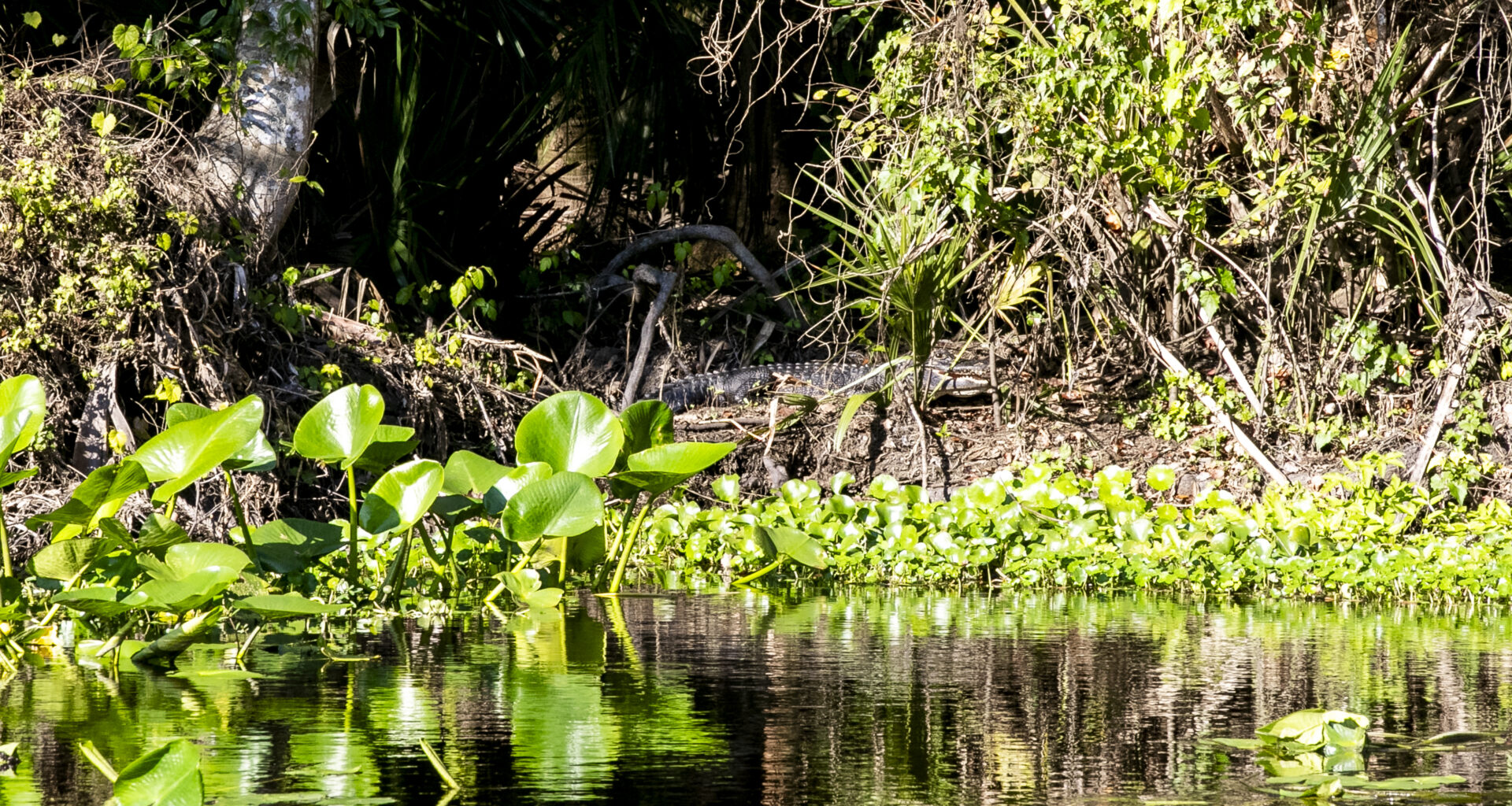 Letters: Stay aware of gators | GOP priorities