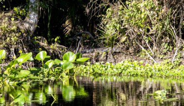 Letters: Stay aware of gators | GOP priorities