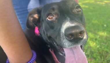 Furry Friday: The dog days of summer are better with a dog!