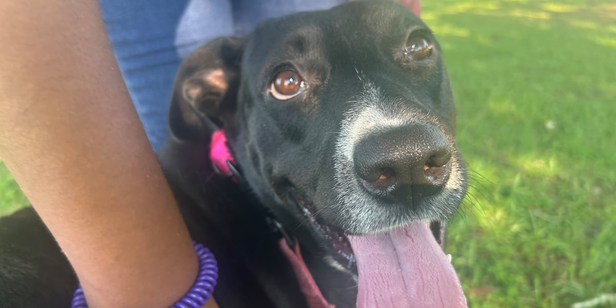 Furry Friday: The dog days of summer are better with a dog!