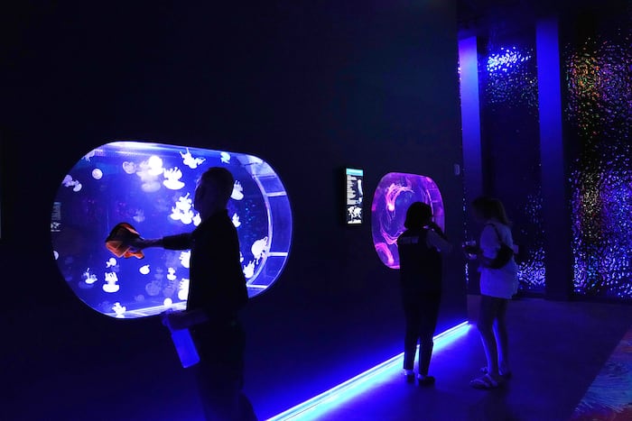 Mesmerizing jellyfish take center stage at 1st US museum dedicated solely to the floating predators