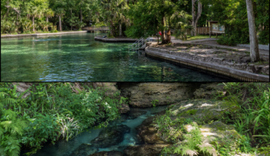 Wekiwa Springs (top); Rock Springs (bottom)