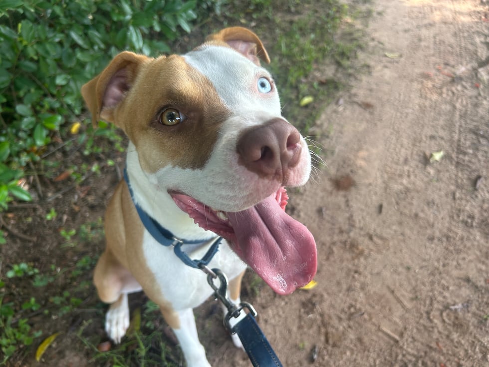 Dipper is  Mr. Happy Go Lucky! and would love to do life with a happy go lucky family!