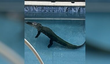 Florida congressman introduces bill calling for federal study on alligator nuisance removal rules