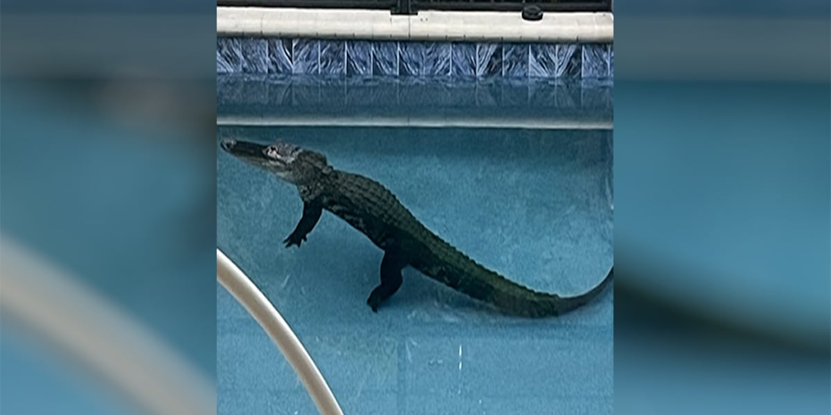 Florida congressman introduces bill calling for federal study on alligator nuisance removal rules