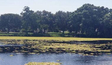 Water lettuce bloom engulfs Crescent Lake