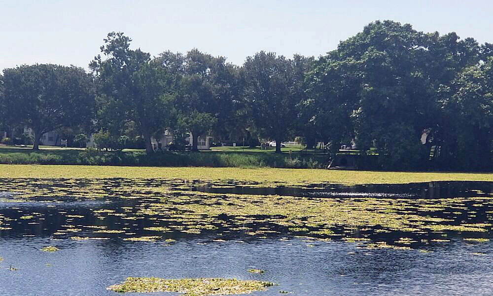 Water lettuce bloom engulfs Crescent Lake