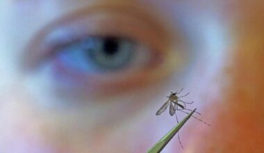 Orange County issues alert for mosquito-borne West Nile virus