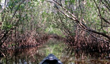 Pinellas eyes campus reserves to save Weedon Island