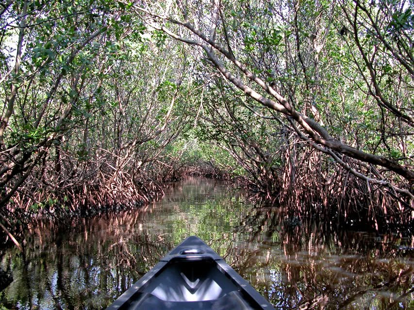 Pinellas eyes campus reserves to save Weedon Island