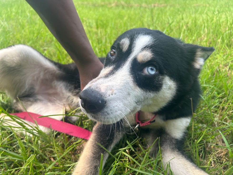 Smore is a snuggle bug who is seeking a lifetime of love, laps ... and belly rubs!