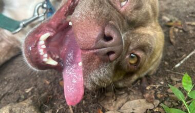 Furry Friday: These pups make great study - and study break