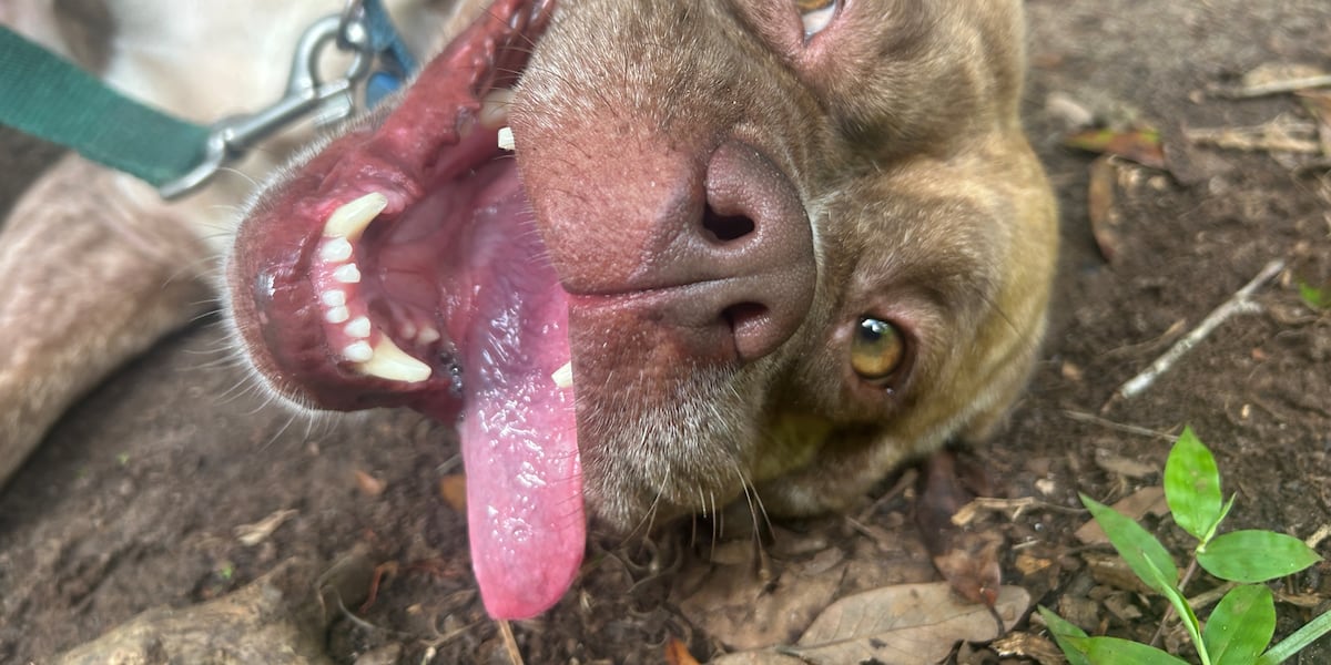 Furry Friday: These pups make great study - and study break