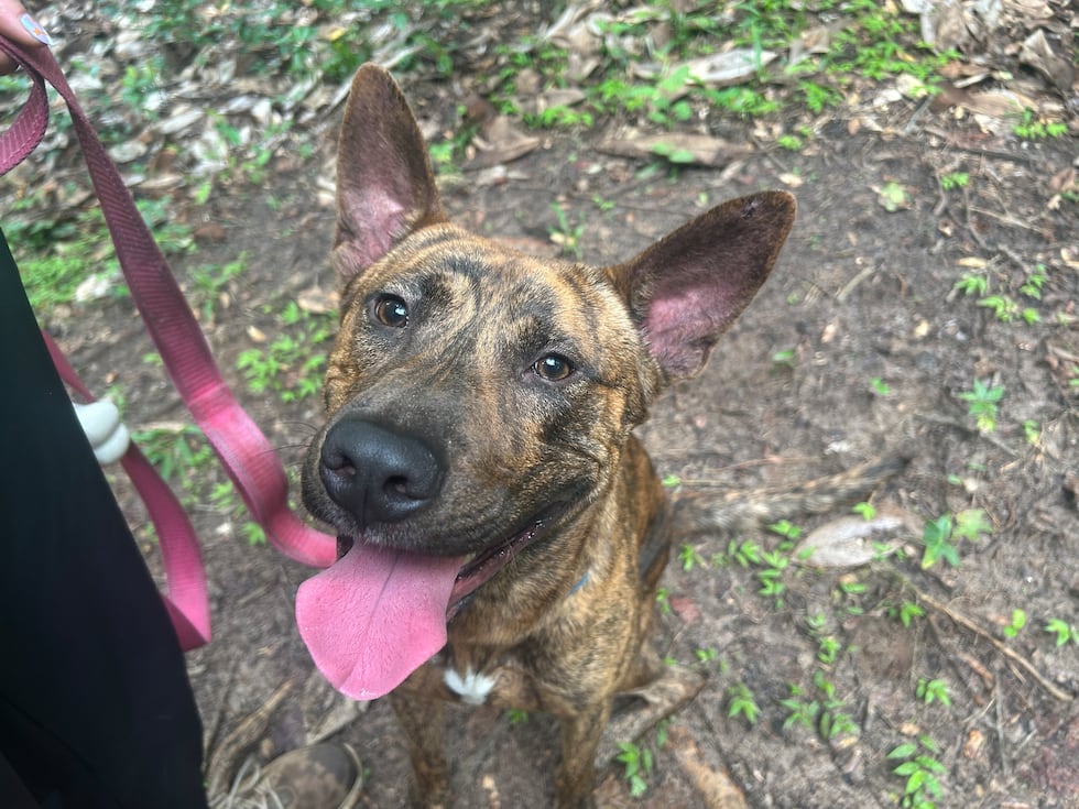 Blitz will happily roll over for belly rubs  and he knows all kinds of commands  including...