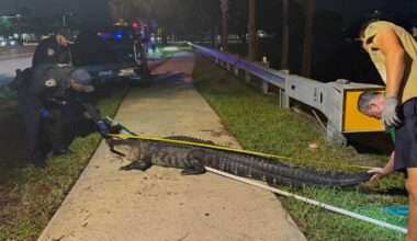 10-foot, 300-pound alligator shows up near South Florida High School