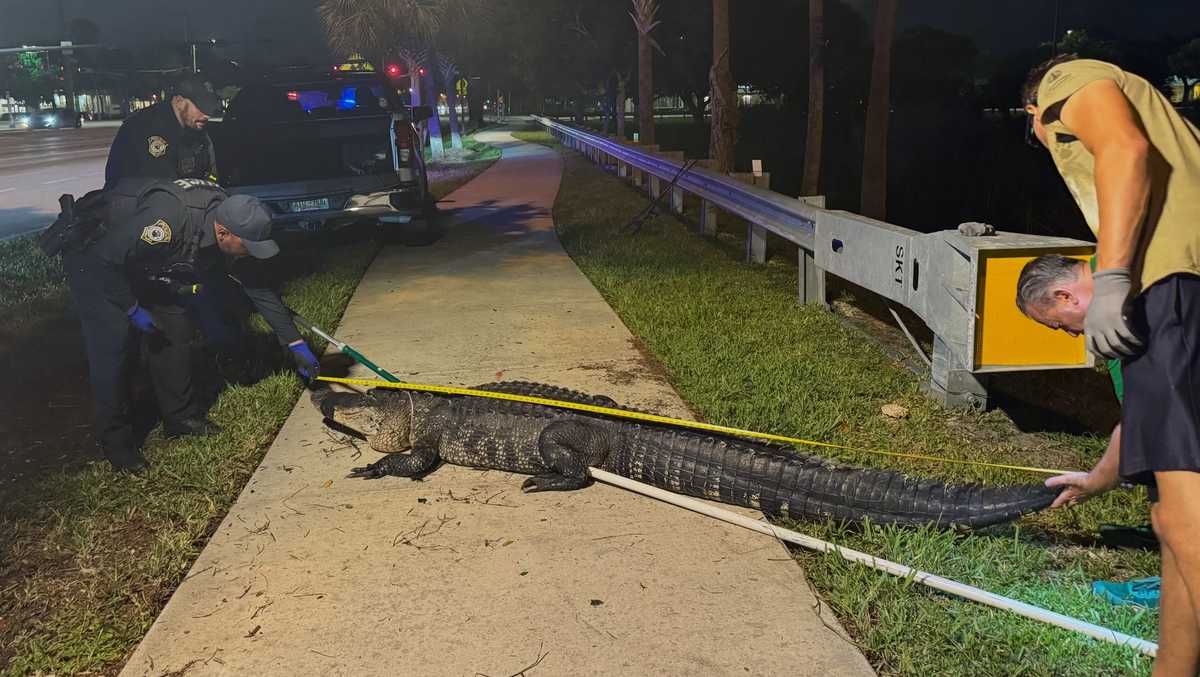 10-foot, 300-pound alligator shows up near South Florida High School