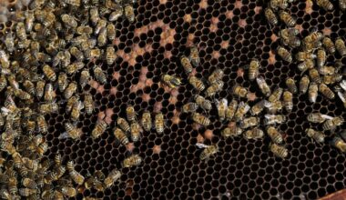 Beehives swarm across unusual spots in South Florida neighborhoods