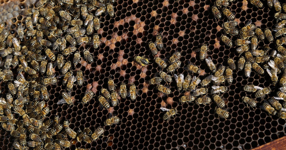 Beehives swarm across unusual spots in South Florida neighborhoods