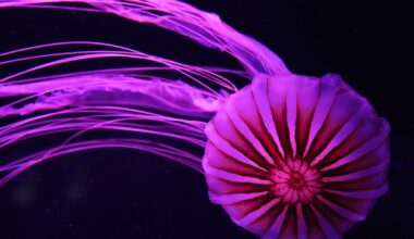 South Florida's Jellyfish Museum is believed to be the first in the U.S. dedicated solely to the creatures