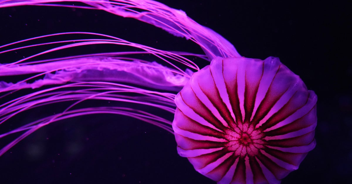 South Florida's Jellyfish Museum is believed to be the first in the U.S. dedicated solely to the creatures