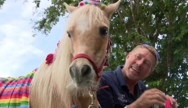 Mini horses make a big impact on veterans in Florida