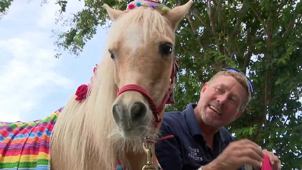 Mini horses make a big impact on veterans in Florida